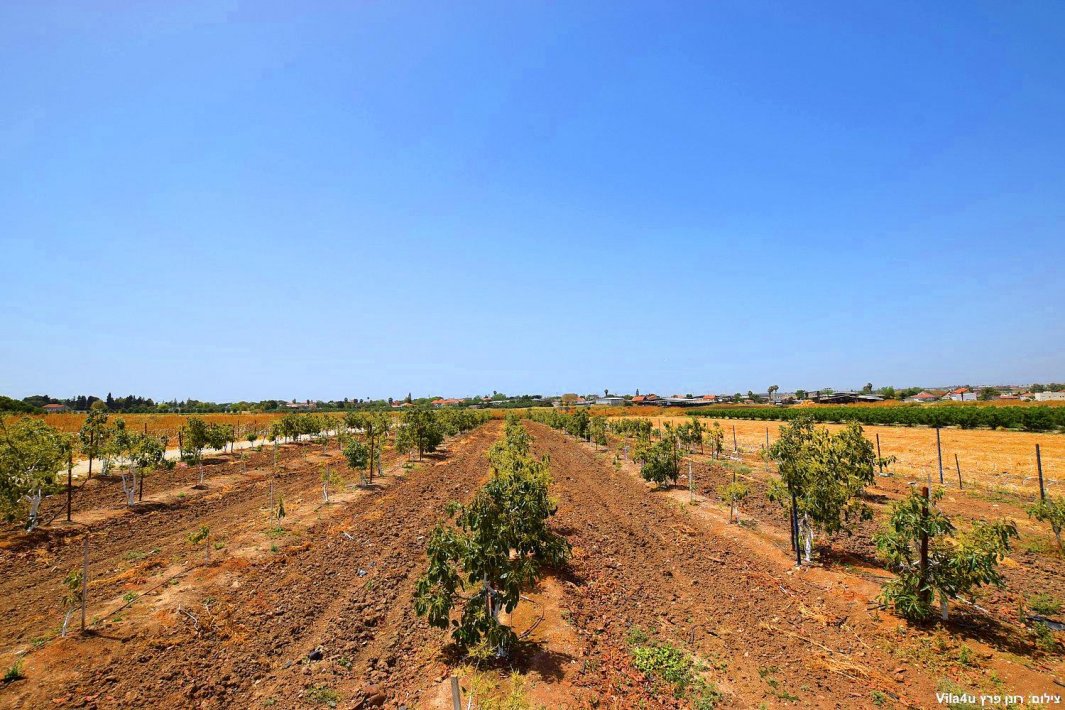 ליידיס פול בעזריקם